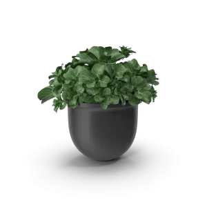 [TEST] [TEST] Meridian Self-Watering Planter view 1