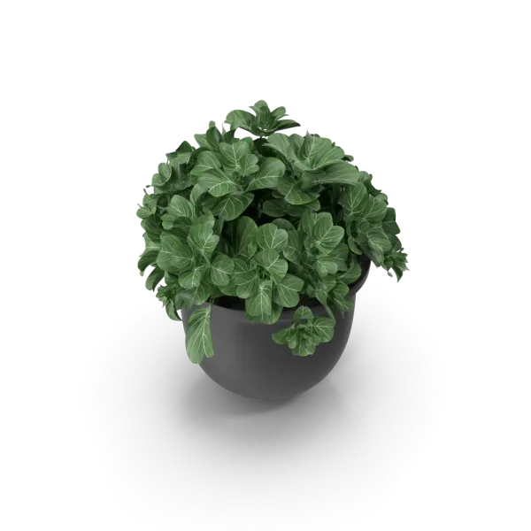 [TEST] [TEST] Meridian Self-Watering Planter view 4