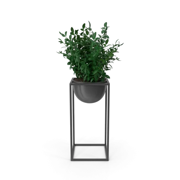 [TEST] [TEST] Quietleaf Display Plant view 1
